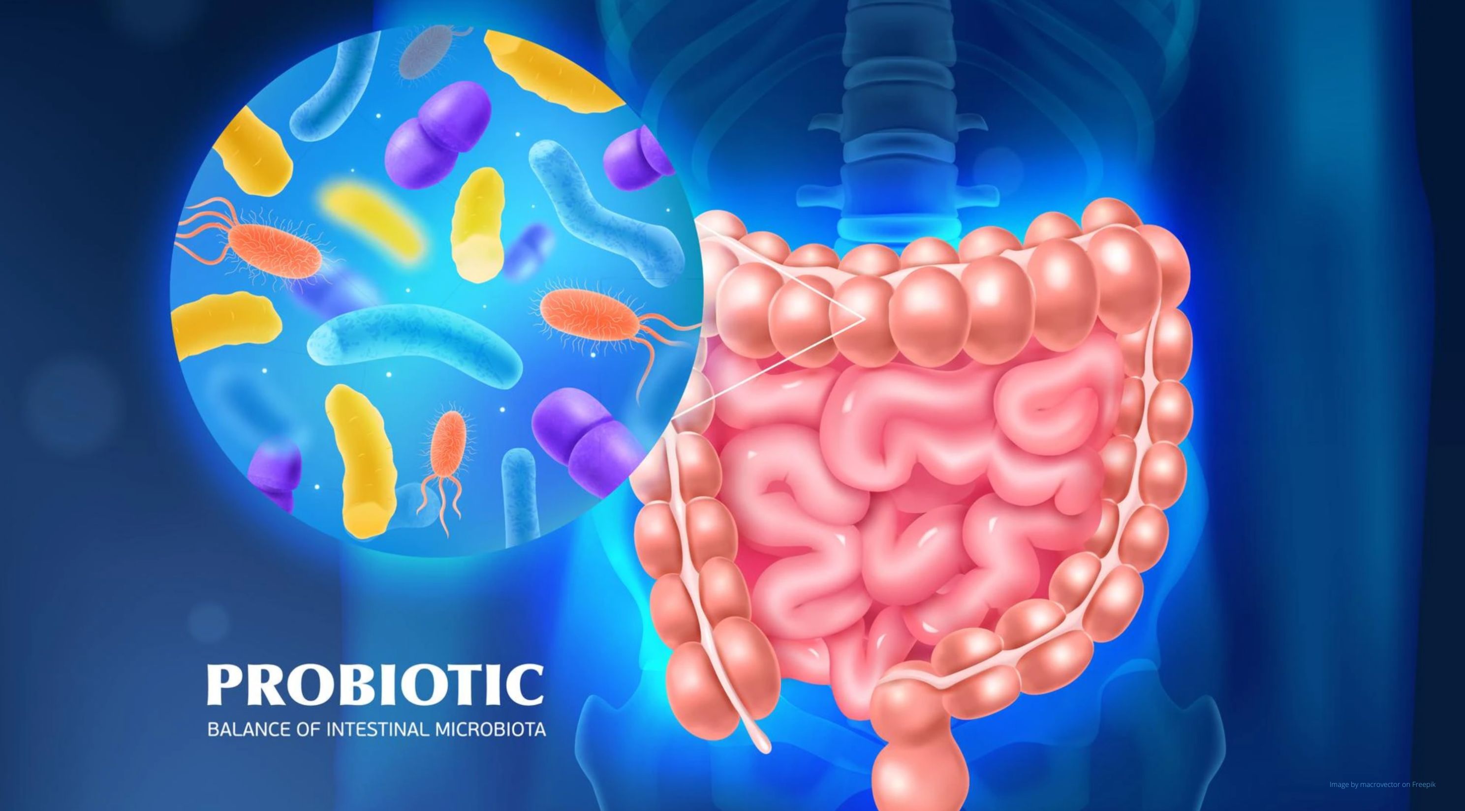 Probiotics - how do they affect the body? Probiotics - how do they affect the body?